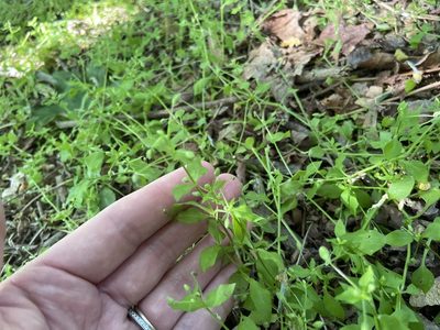 Stellaria media, photographed by Deana Tempest Thomas