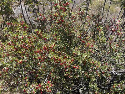 Rhamnus crocea, photographed by Sula Vanderplank