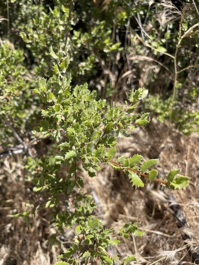 Quercus cedrosensis, photographed by Sula Vanderplank