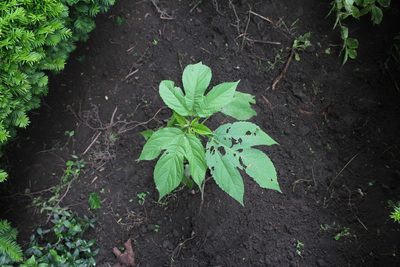 Ambrosia trifida, photographed by Violet T.