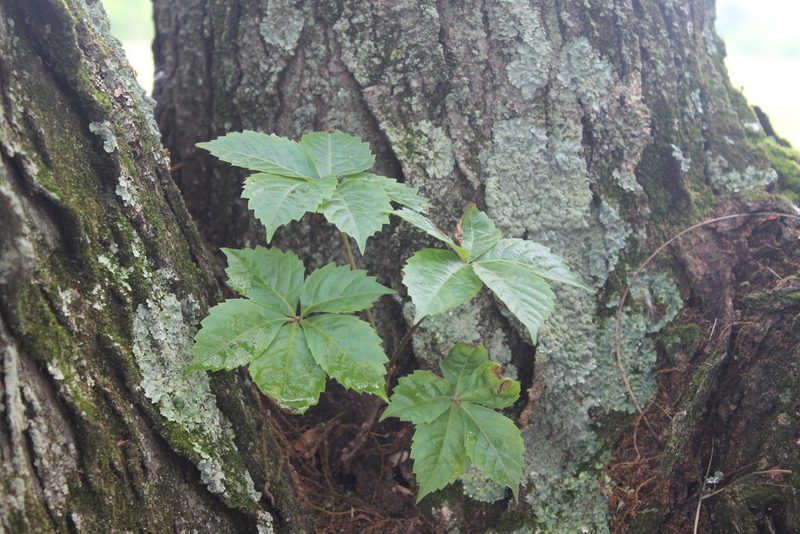 Parthenocissus quinquefolia, photographed by Violet T.