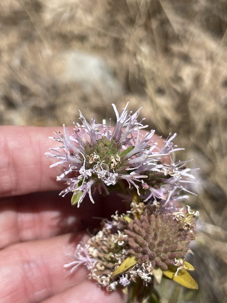 Monardella stoneana, photographed by Sula Vanderplank