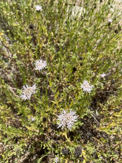 Monardella stoneana, photographed by Sula Vanderplank