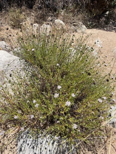 Monardella stoneana, photographed by Sula Vanderplank