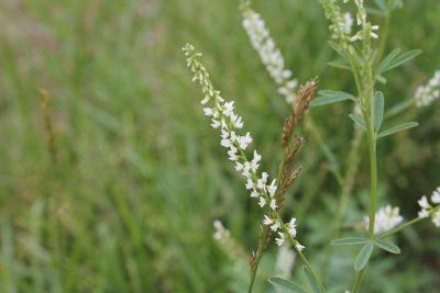 Melilotus albus, photographed by Violet T.