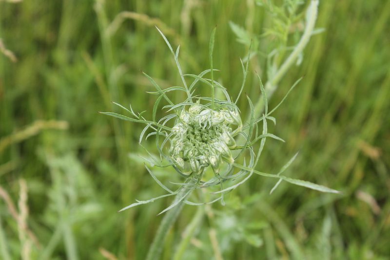 Daucus carota, photographed by Violet T.