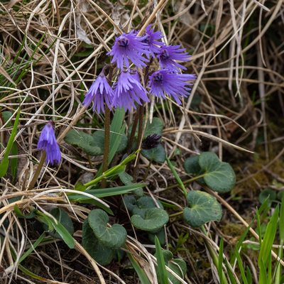 Soldanella carpatica, photographed by Piotr Lukasik