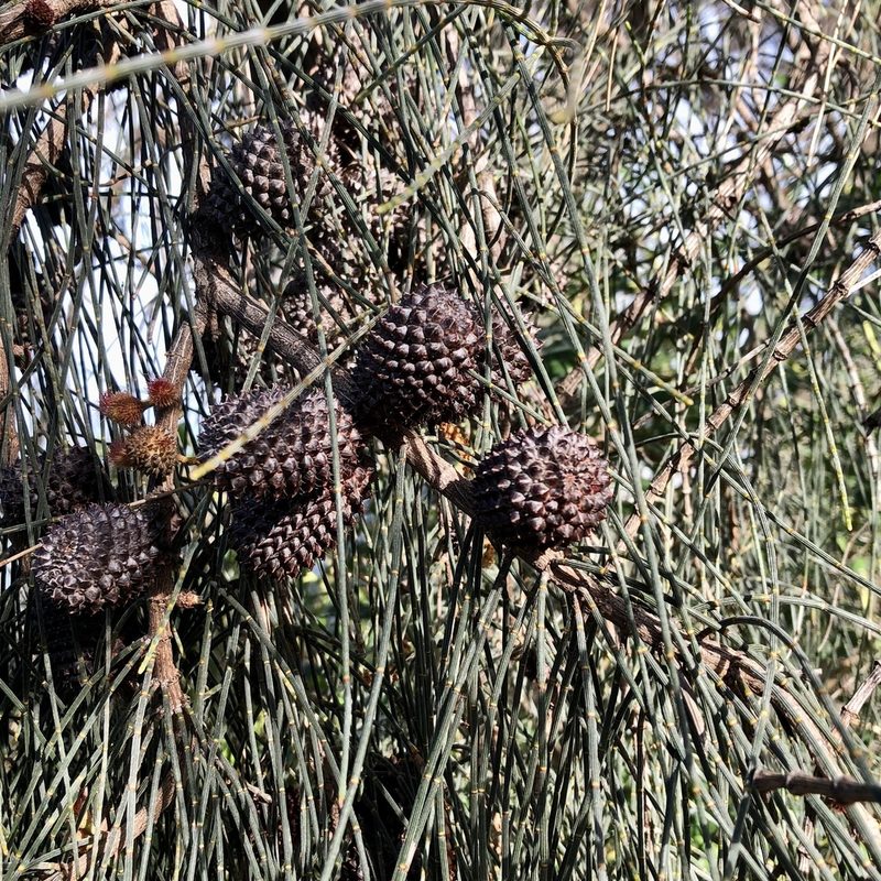 Allocasuarina verticillata, photographed by James K. Douch