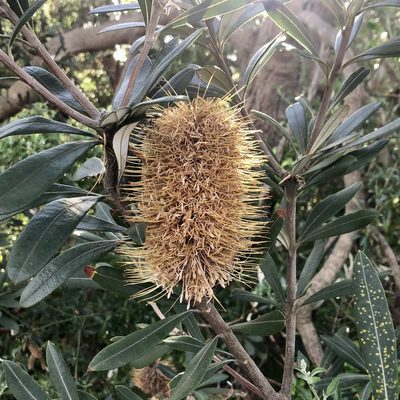 Banksia integrifolia, photographed by James K. Douch