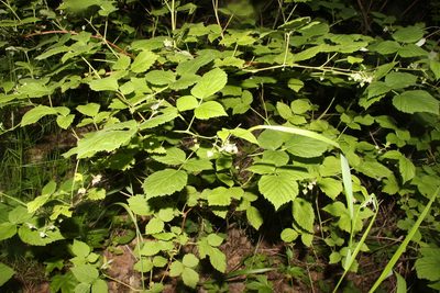 Rubus idaeus, photographed by Liubov Ilminska