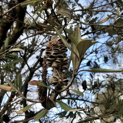 Banksia integrifolia, photographed by James K. Douch