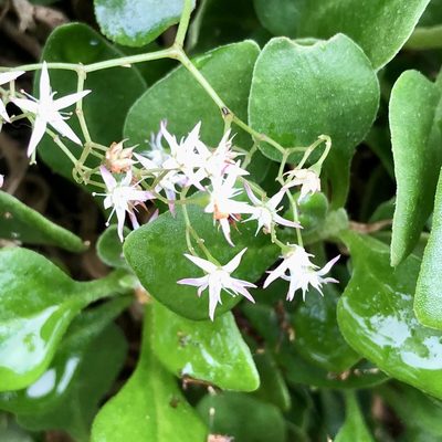 Crassula spathulata, photographed by James K. Douch