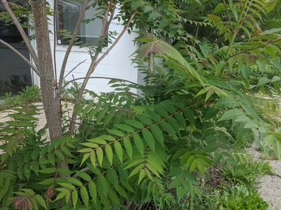 Ailanthus altissima, photographed by christophergs