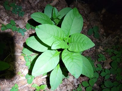 Phytolacca americana, photographed by Arturo Santos