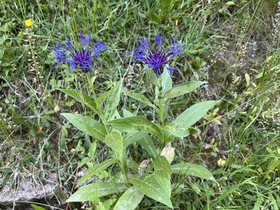 Centaurea montana, photographed by Pavel Kacl