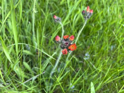 Pilosella aurantiaca, photographed by Pavel Kacl