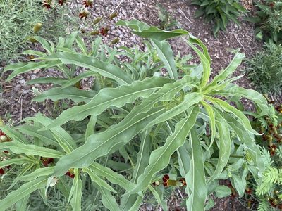 Helianthus maximiliani, photographed by Nathan May