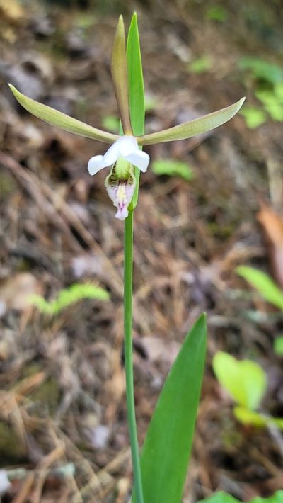 Cleistesiopsis bifaria, photographed by snail_hiker
