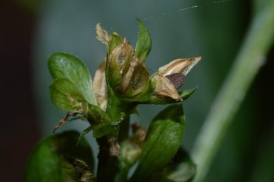 Yeatesia viridiflora, photographed by Daniel McNair