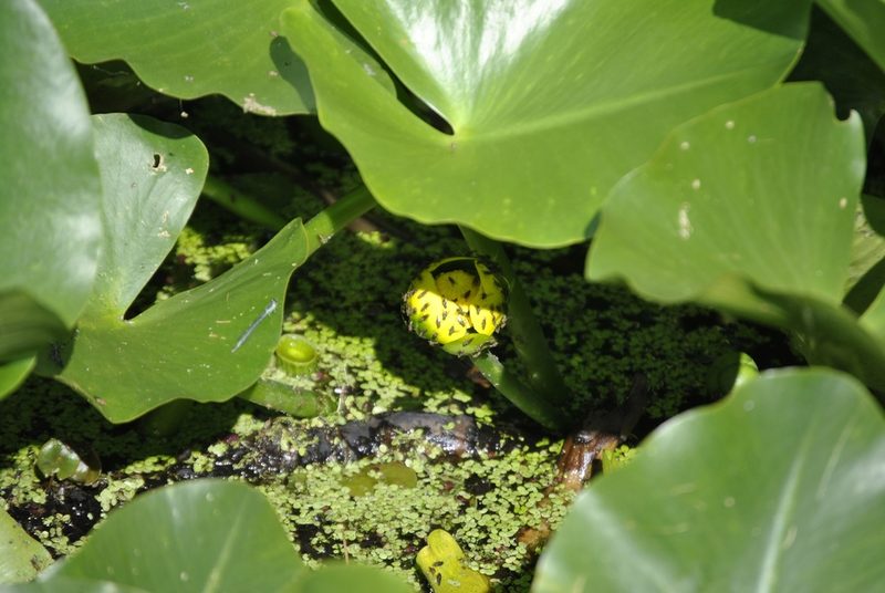Nuphar advena, photographed by Skyler Principe