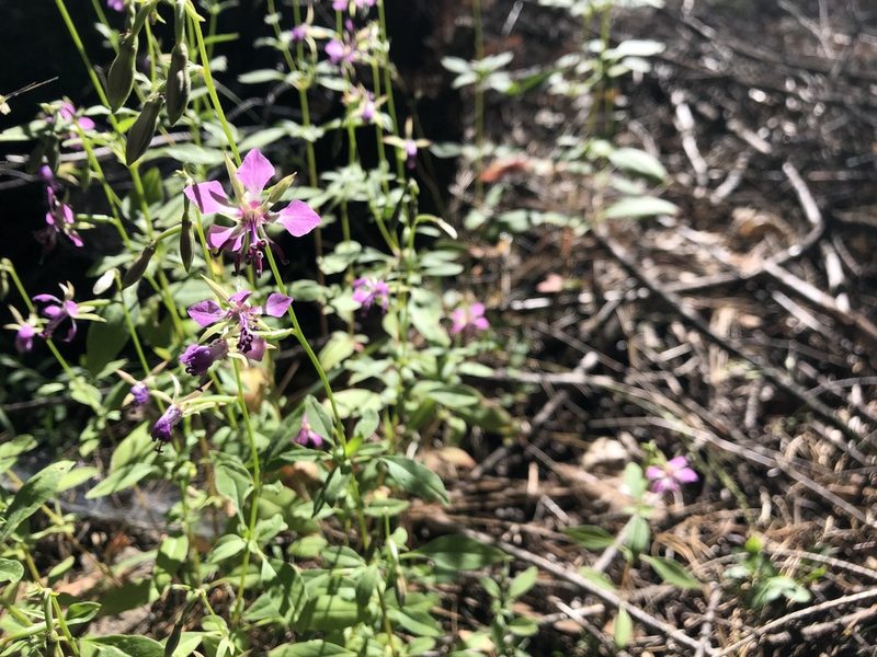 Clarkia rhomboidea, photographed by graham_coop