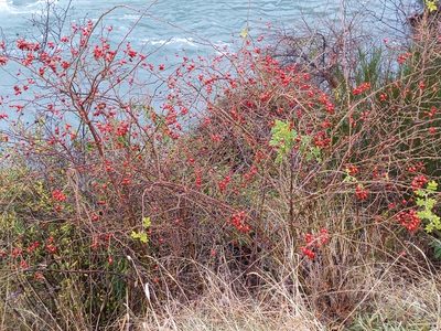 Rosa rubiginosa, photographed by Beth Addison-smith