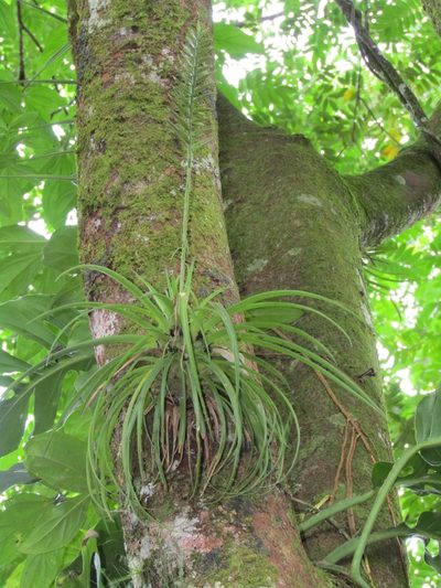 Lemeltonia monadelpha, photographed by Sobeida Morales