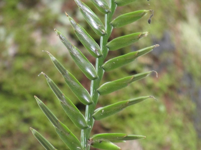 Lemeltonia monadelpha, photographed by Sobeida Morales