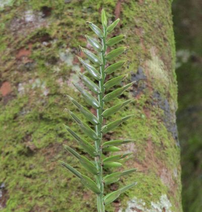 Lemeltonia monadelpha, photographed by Sobeida Morales