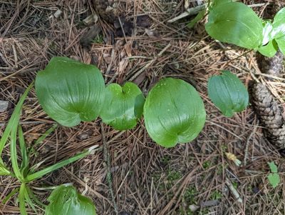 Maianthemum canadense