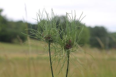 Allium vineale, photographed by Violet T.