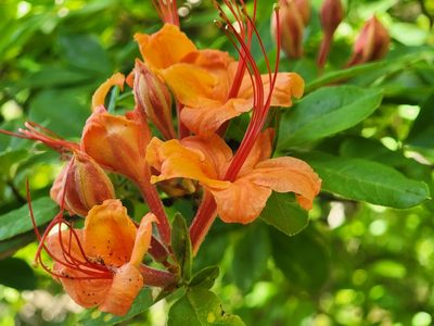 Rhododendron calendulaceum