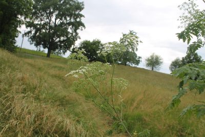 Conium maculatum