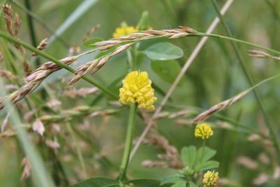 Trifolium campestre, photographed by Violet T.
