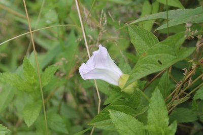 Calystegia sepium, photographed by Violet T.