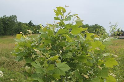 Platanus occidentalis, photographed by Violet T.