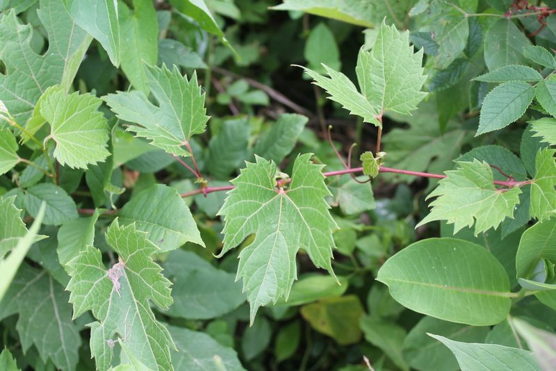 Vitis riparia, photographed by Violet T.