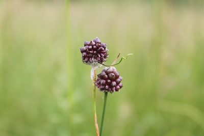 Allium vineale