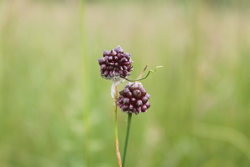Allium vineale, photographed by Violet T.