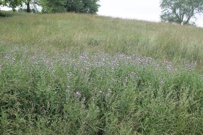 Cirsium arvense, photographed by Violet T.