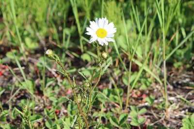 Leucanthemum vulgare, photographed by webohms
