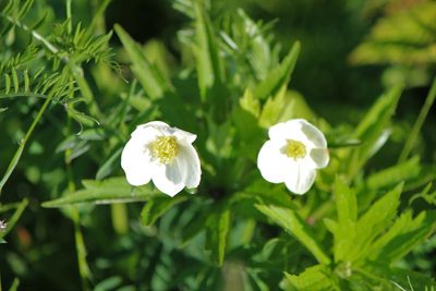 Anemonastrum canadense, photographed by webohms
