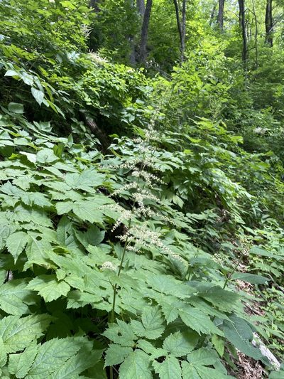 Astilbe biternata, photographed by Brandon Wheeler