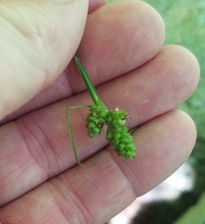 Carex hirsutella, photographed by Lori Schuster