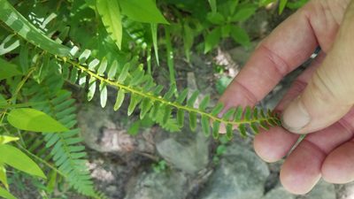 Polystichum acrostichoides, photographed by Lori Schuster