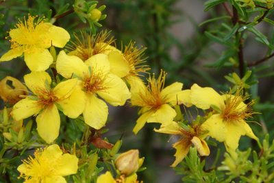 Hypericum tenuifolium