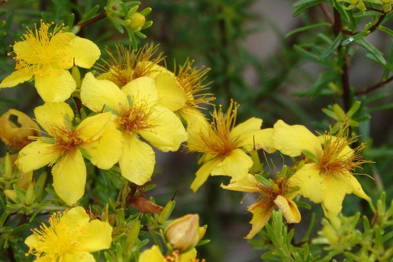 Hypericum tenuifolium, photographed by Claire Herzog