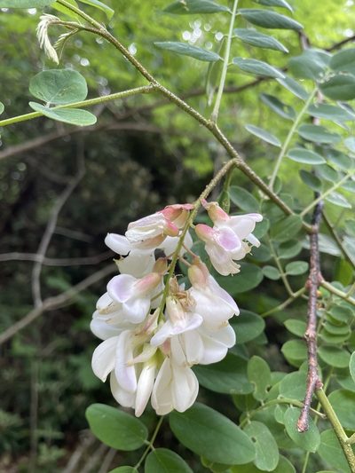 Robinia viscosa, photographed by Brandon Wheeler