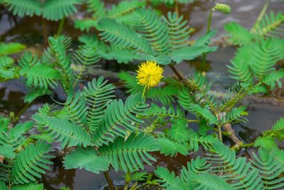 Neptunia oleracea, photographed by w_endo