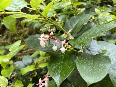 Gaultheria shallon, photographed by Natalie Lemanski